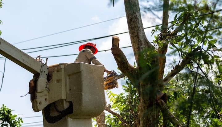 A professional in a bucket truck uses a chainsaw to cut limbs from a {city} tree.