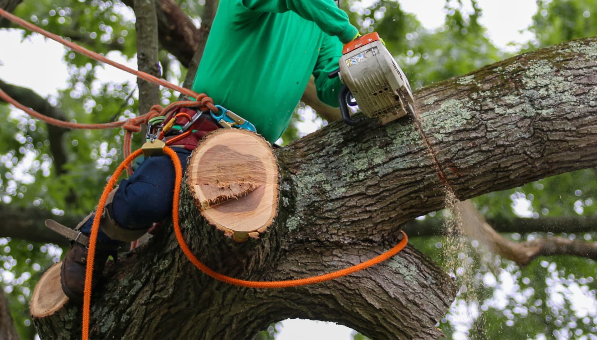 A tree removal expert uses a harness for safety while cutting a tree in a {city} yard.
