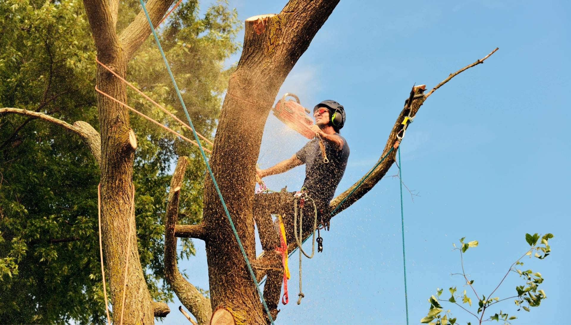An expert tree removal technician cuts the limb off a tree on a {city} property.
